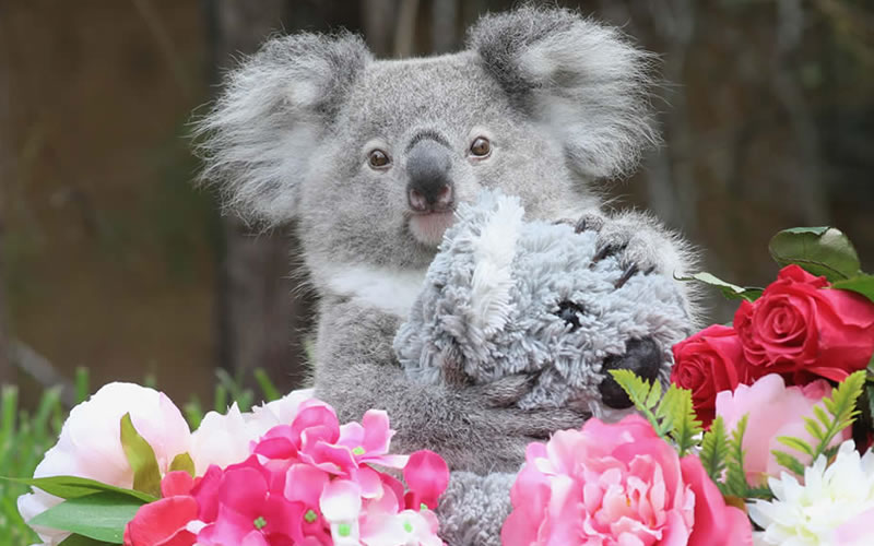 Valentine Koala