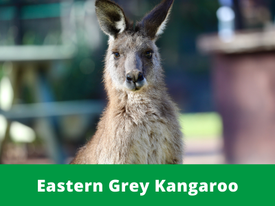 Eastern Grey Kangaroo - Australian Reptile Park