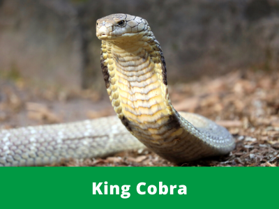 snake - Pesquisa Google  King cobra, Snake, King cobra snake