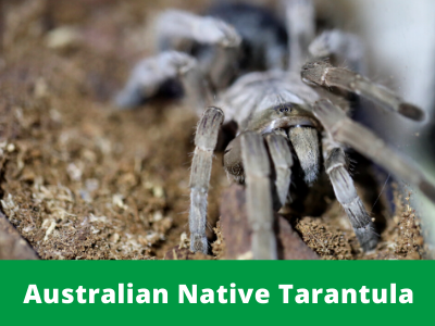 Spiders Australian Reptile Park Visit our website to see more