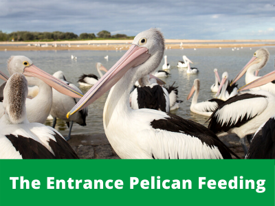 The Entrance Pelican Feeding