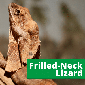 Frilled Neck Lizard