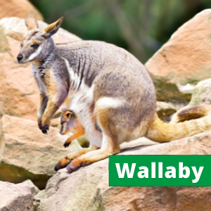 Yellow-Footed Rock-Wallaby
