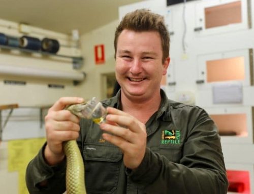 Australian Reptile Venom Program has Giant Record Break