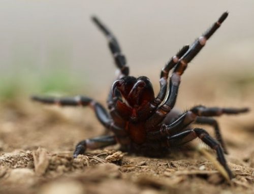 Funnel-web Spider Sightings Set to Spike