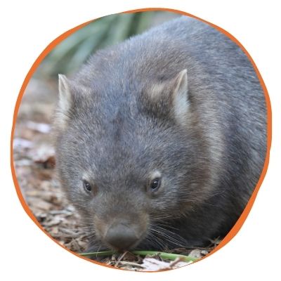 Adopt Scarlet the Wombat