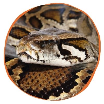 Adopt Fluffy Burmese Python