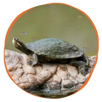 Adopt Manning the Manning River Turtle