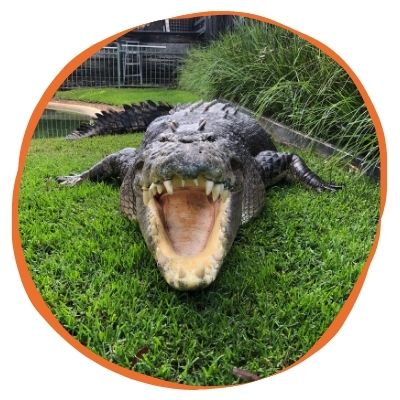 Adopt a Crocodile