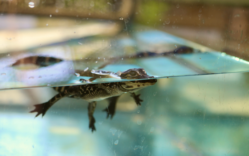 Baby alligators first swim