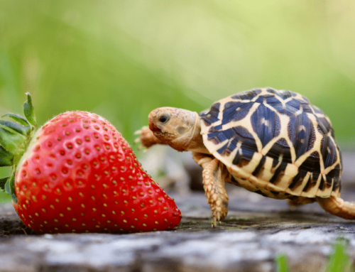 Meet Tiny Tim – The Tiny Indian Star Tortoise
