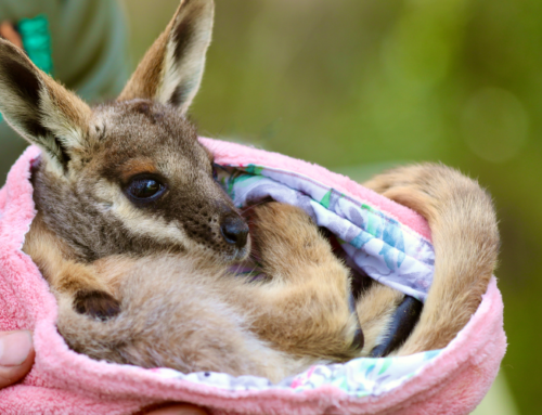 Orphaned Joey Gets Second Chance At Life