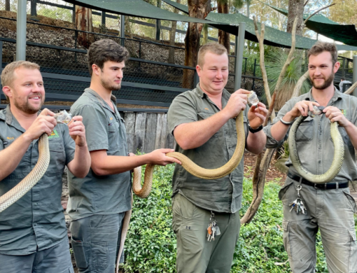Venom Milking Australia’s Three Deadliest Snakes