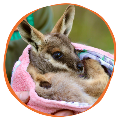 Adopt Penny the Yellow-Footed Rock Wallaby