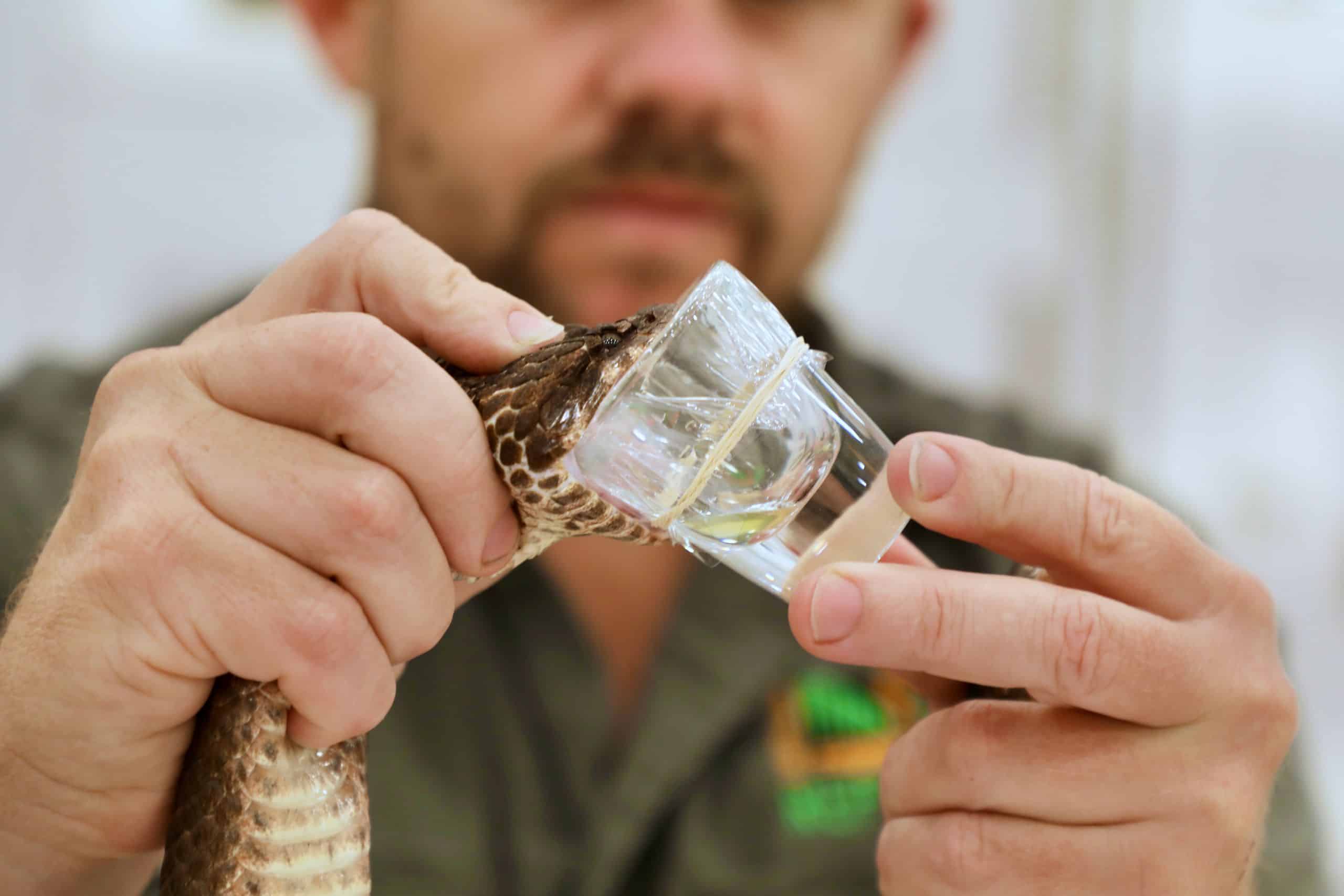 Zookeeper handling venomous snake in Venom Room animal encounter at the Australian Reptile Park