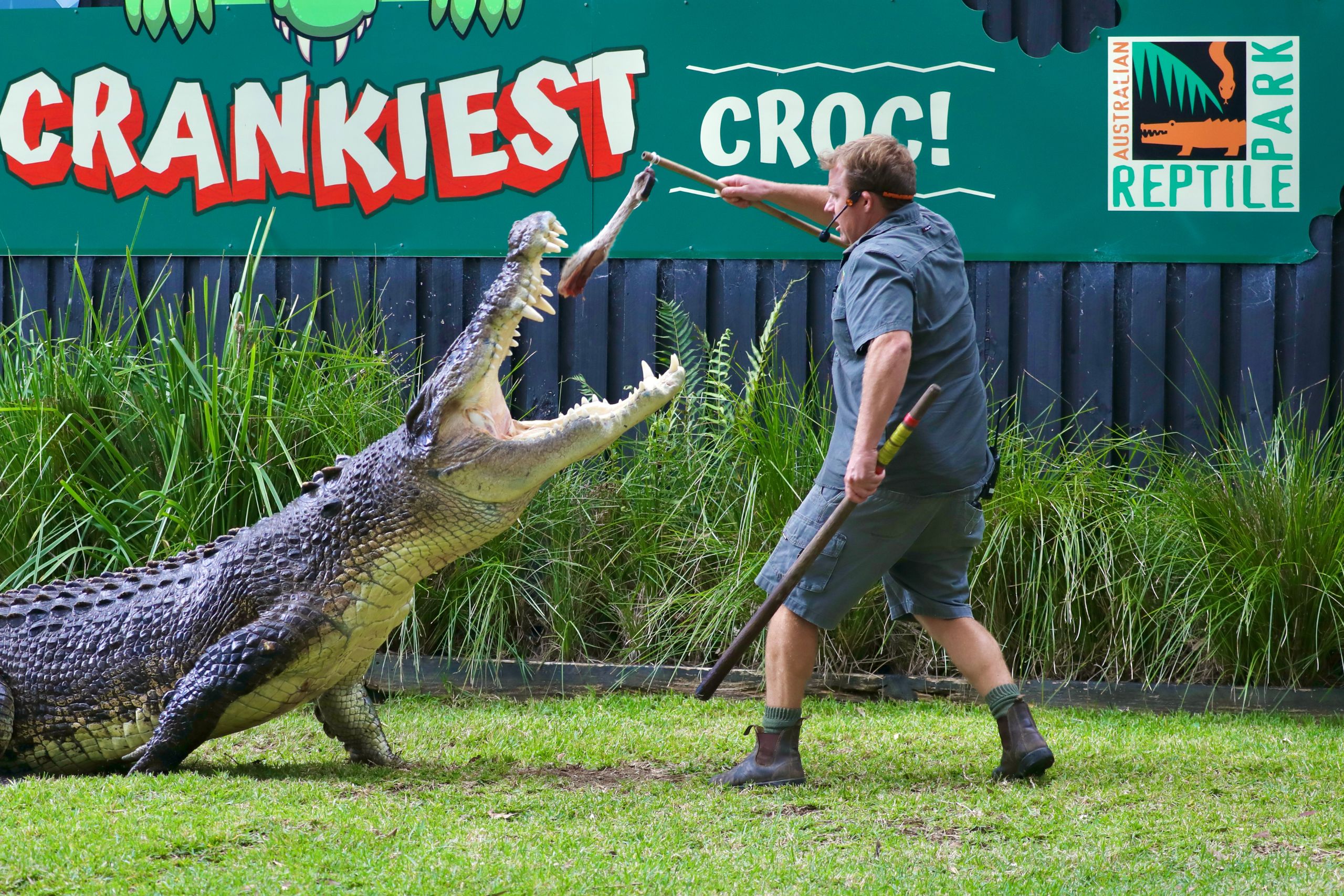 Zookeeper feeding a saltwater crocodile