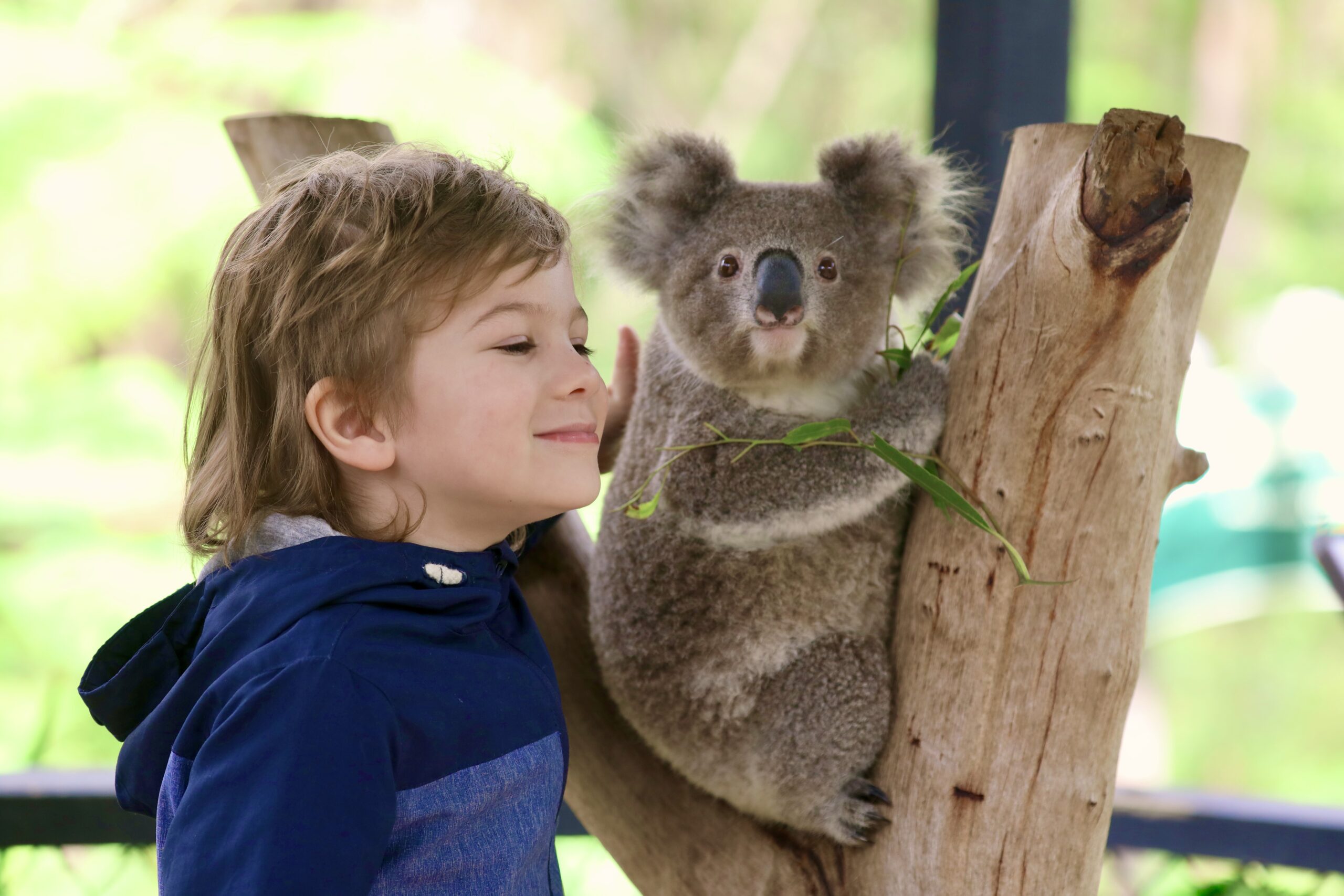 Boy with koala at Australian Reptile Park