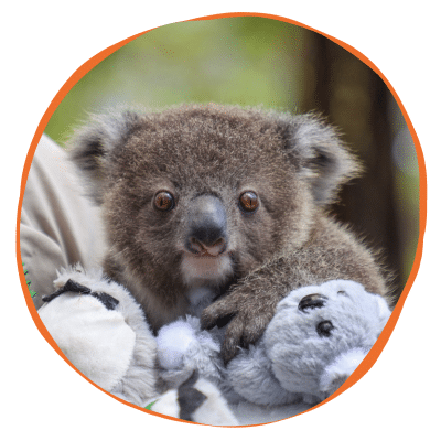 Adopt Albert the Koala Joey